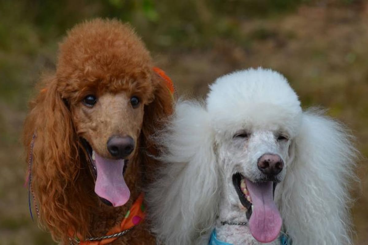 Los nombres de perros más elegidos en 2020 tienen como influencia la pandemia de coronavirus, la comida y personajes de televisión