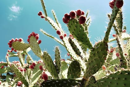 Los nopales son ricos en potasio, calcio, y magnesio, por lo que su consumo ayuda a mantener la salud del sistema óseo