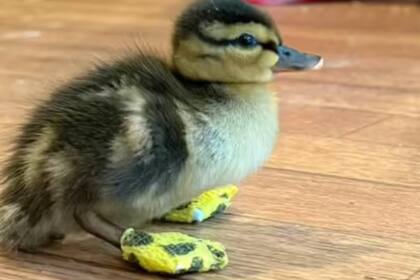 Los nudillos del patito se mantienen enrollados, lo que le impide caminar por sus propios medios