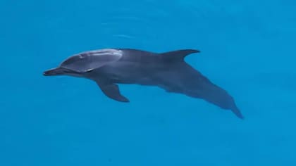 Los nueve delfines tienen una serie de complicaciones de salud