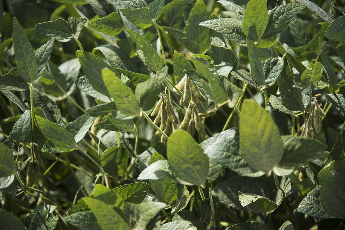 Los nuevos desarrollos científicos permiten aumentar los rendimientos de la soja