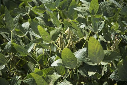 Los nuevos desarrollos científicos permiten aumentar los rendimientos de la soja