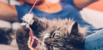 Los objetos alargados como hilos, cintas o cordones pueden generar complicaciones graves en los gatos si llegan a ser ingeridos