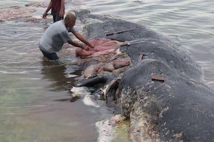 Una ballena muerta con plástico en su estómago