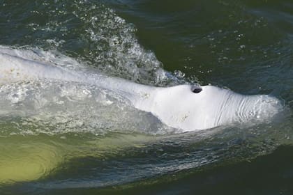 Los observadores científicos dicen que la ballena parece estar desnutrida