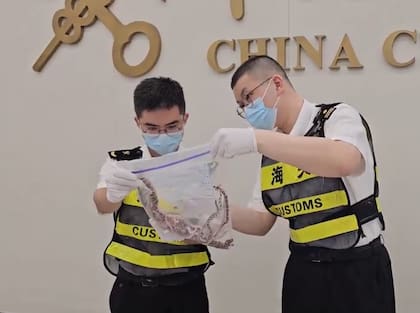 Los oficiales de aduana inspeccionaron las bolsas que contenían serpientes de todo los colores