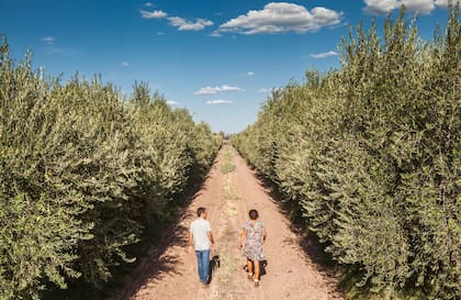 Los olivares de Zuelo: el aceite de oliva también es un baluarte de la producción mendocina.