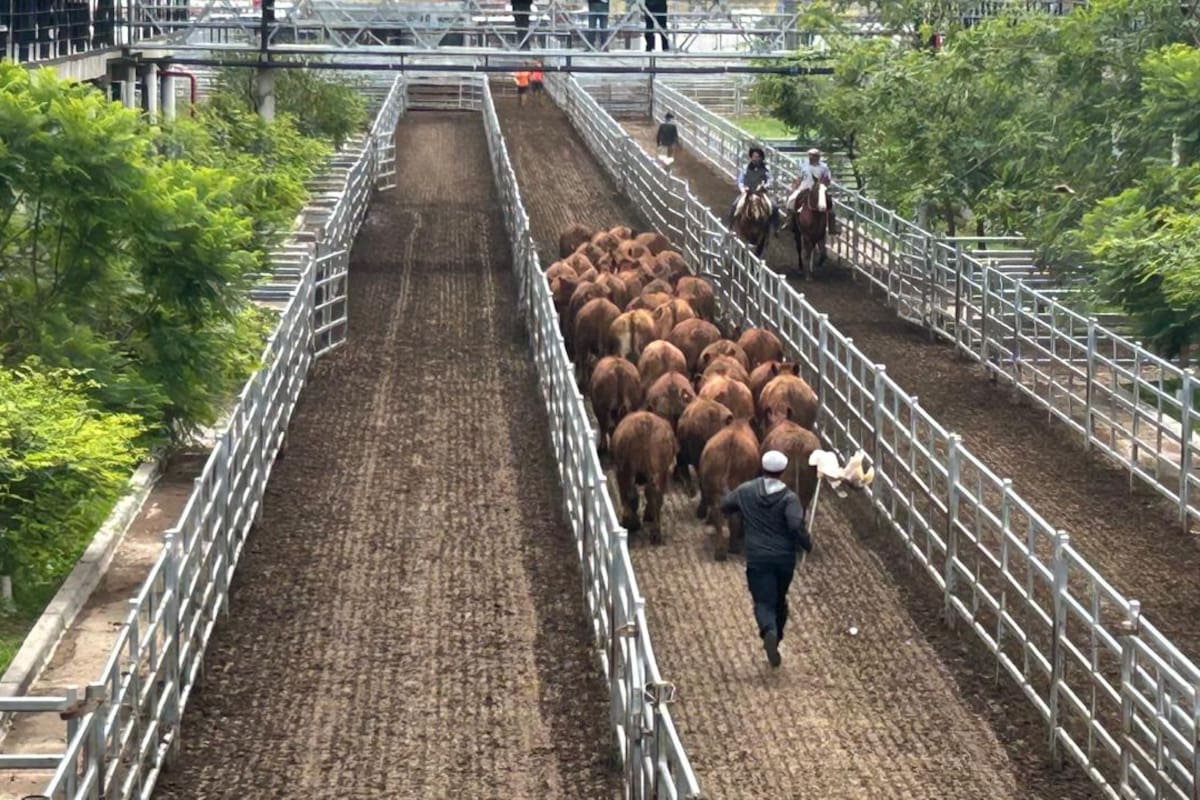 Los operadores de compra buscaron los lotes de calidad, en especial los de haciendas livianas