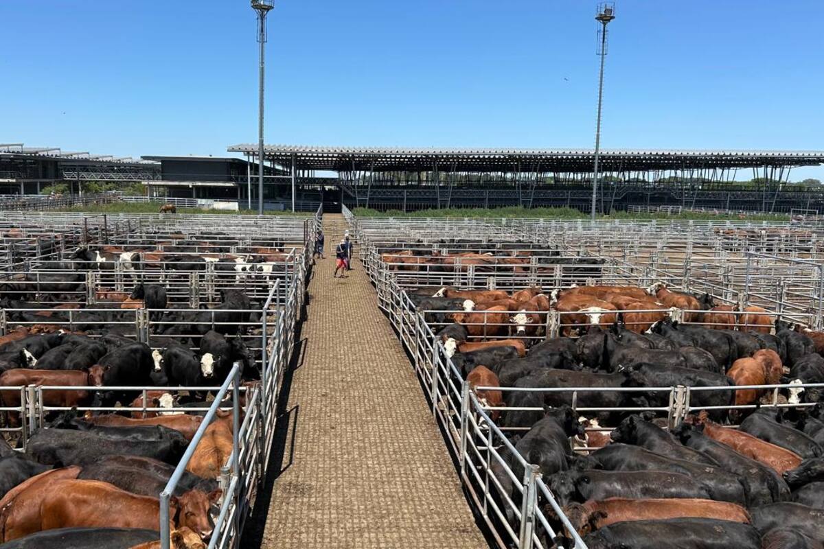 Los operadores de compra ejercieron competencia sostenida para las haciendas generales y otorgaron valores con ganancias para todos los conjuntos de calidad superior, en especial cuando se trató de los novillos