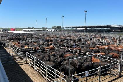 Los operadores de compra ejercieron competencia y otorgaron valores con ganancias para todas las categorías y clasificaciones expuestas