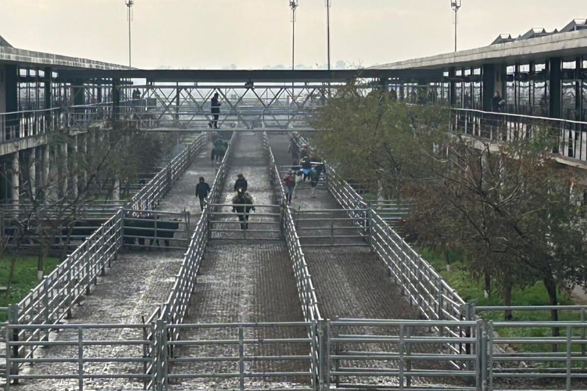 Los operadores de compra ejercieron competencia y otorgaron valores con ganancias para todas las categorías y clasificaciones expuestas