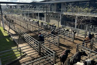 Demanda selectiva y precios en baja en el Mercado Agroganadero de Cañuelas