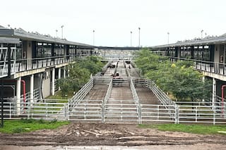 Comenzó la semana con alzas en el Mercado Agroganadero de Cañuelas