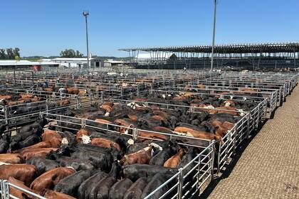 Los operadores de compra otorgaron valores dentro de los niveles registrados en la última rueda del martes