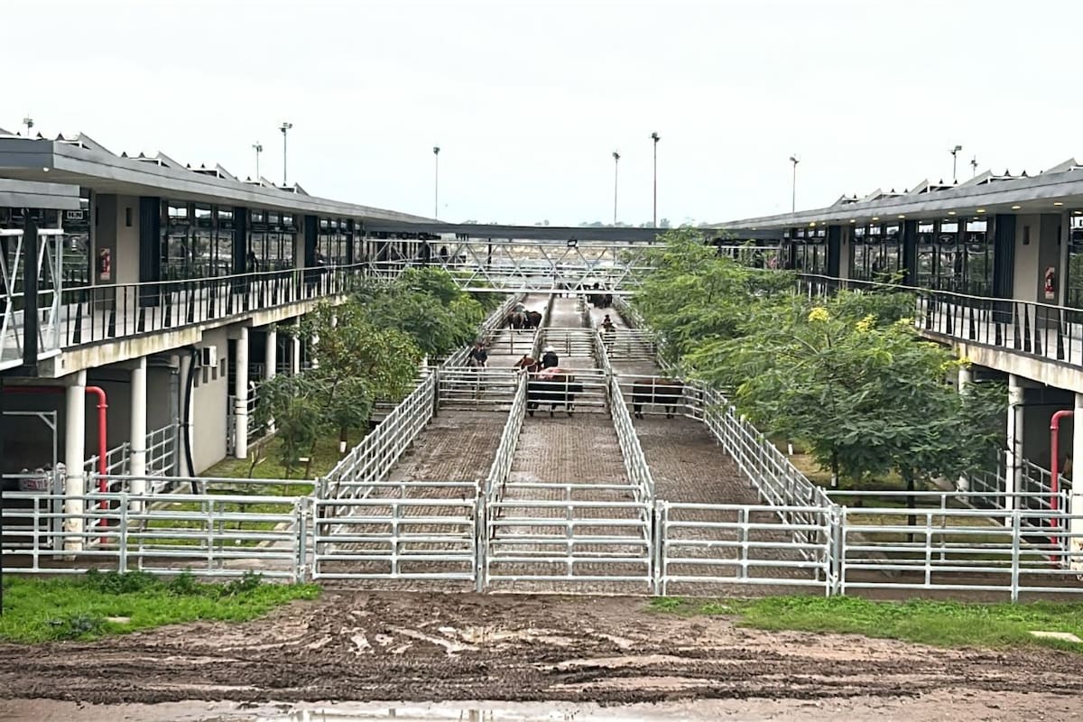 Los operadores del abasto y de la industria mantuvieron mayor interés para toda la hacienda especial, y se obtuvieron valores con ganancias para casi todas las categorías y clasificaciones expuestas