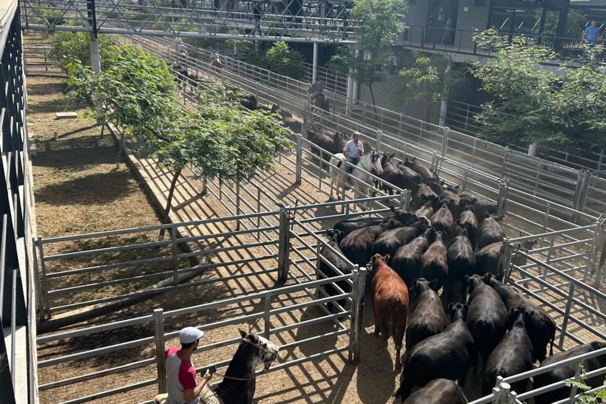 Los operadores del abasto y de la industria local trabajaron de forma selectiva y de acuerdo a sus necesidades inmediatas; se ejerció mayor competencia sobre los lotes de novillos