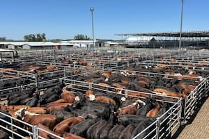 Los operadores del abasto y de la industria local trabajaron de forma selectiva y, de acuerdo a sus necesidades inmediatas, se ejerció mayor competencia sobre los lotes de haciendas livianas y vacas