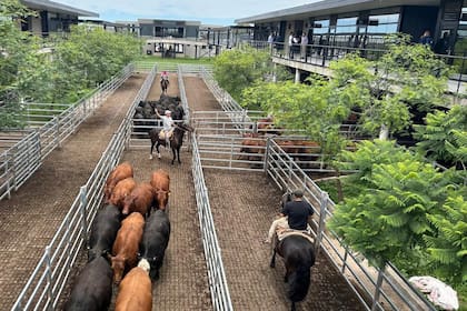 Los operadores del abasto y de la industria local ejercieron franca competencia para abastecerse y otorgaron valores con ganancias, en especial para los novillos