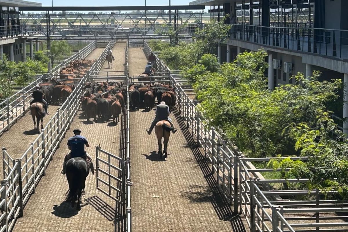 Los operadores del abasto y de la industria local ejercieron franca competencia para abastecerse y otorgaron valores con ganancias para casi todas las categorías expuestas, pese a no contar la mayoría de los lotes con la calidad esperada