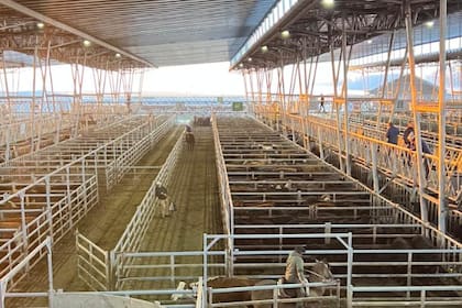 Los operadores del abasto y de la industria local ejercieron franca competencia para abastecerse y otorgaron valores con ganancias para todas las categorías y clasificaciones expuestas