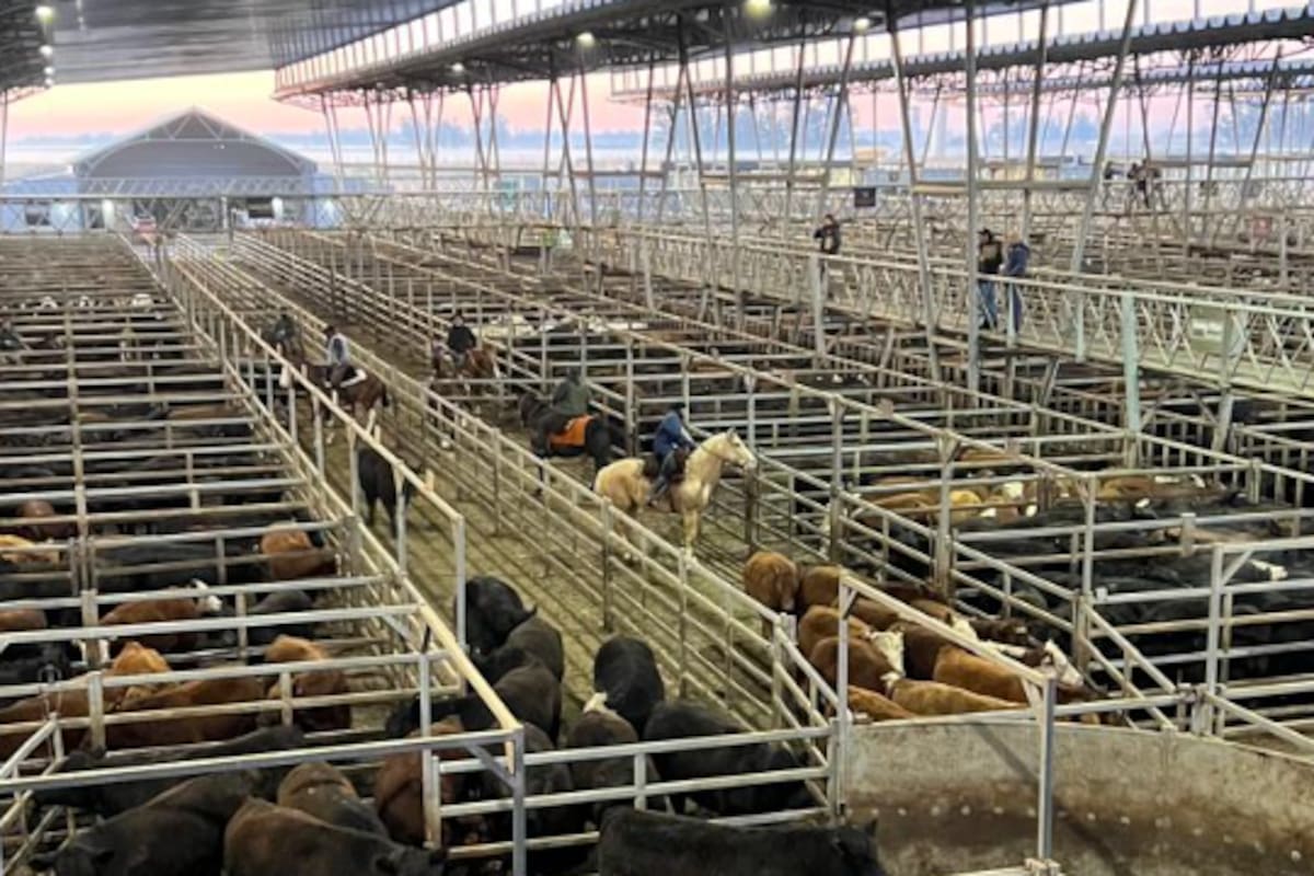 Los operadores del abasto y de la industria local trabajaron de forma selectiva y de acuerdo a sus necesidades inmediatas; se ejerció mayor competencia sobre los lotes de haciendas livianas