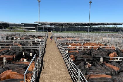 Los operadores del abasto y de la industria local trabajaron de forma selectiva y de acuerdo a sus necesidades inmediatas, se ejerció mayor competencia sobre los lotes de calidad definida