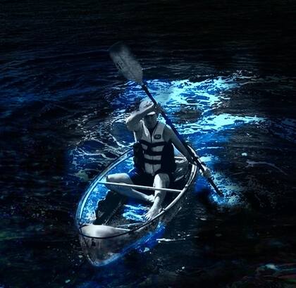 Los operadores turísticos en la laguna de Florida ofrecen paseos en kayaks transparentes para disfrutar del fenómeno