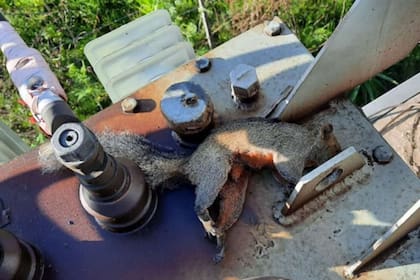 Los operarios de la cooperativa eléctrica de Escobar encontraron una ardilla muerta en uno de los transformadores de la zona