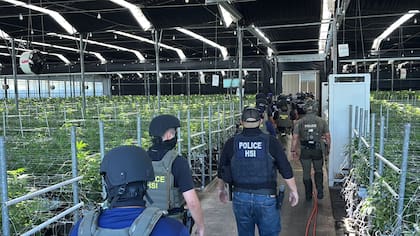 Los operativos recientes del ICE incluyeron redadas en granjas de cannabis, rastros de carne y establecimientos ecuestres