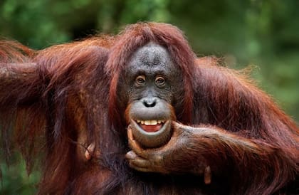 Los orangutanes son expresivos, inteligentes y curiosos