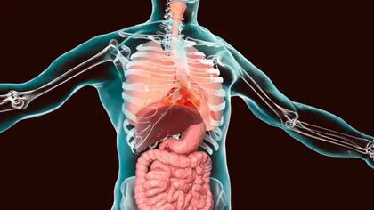Los órganos ocupan un lugar establecido dentro del cuerpo