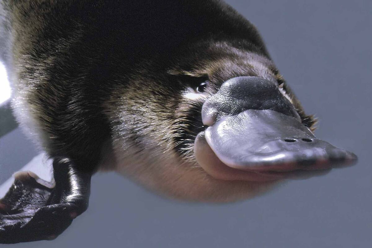 Los ornitorrincos tienen 10 cromosomas sexuales, con cinco cromosomas Y y cinco X