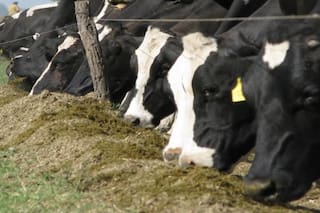 Orujos de aceituna: un residuo que puede transformarse en carne o leche