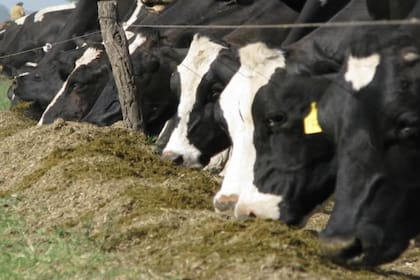 Los orujos, además de poderse transformar en carne o leche, permiten reducir significativamente la contaminación del medio ambiente