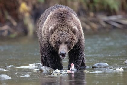 Los osos han aumentado sus visitas a las zonas residenciales en un condado de Florida