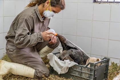 Los osos hormigueros que arriban al proyecto de reintroducción de la especie en Iberá son huérfanos y requieren un período de adaptación antes de poder ser liberados en la naturaleza