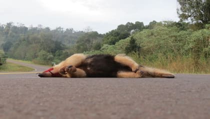 Los osos meleros, víctimas de las rutas