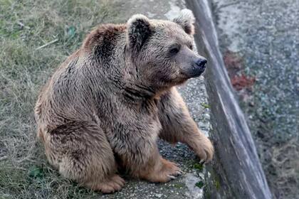 Los osos podrían ser trasladados a otro zoológico de Jordania