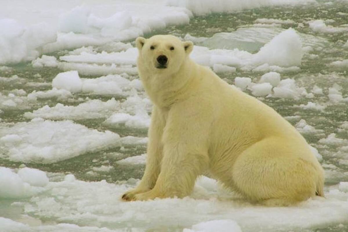 Los osos polares se ven obligados a buscar tierra firme donde conseguir alimentos, a medida que disminuye el hielo marino.