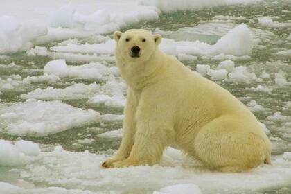Los osos polares se ven obligados a buscar tierra firme donde conseguir alimentos, a medida que disminuye el hielo marino.