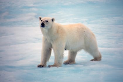 El Refugio Nacional de Vida Silvestre del Ártico es la reserva natural más prístina de Estados Unidos