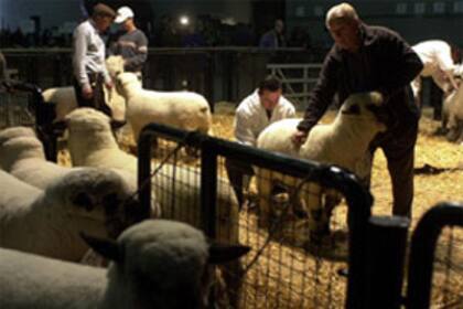 Los ovinos, en zona de admisión