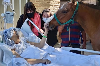 Los pacientes pueden reencontrarse con mascotas o animales terapéuticos