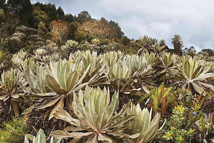 Los paisajes de las tierras bajas están moldeados en gran medida por el movimiento, principalmente de los ríos, de lodo, limo y arena