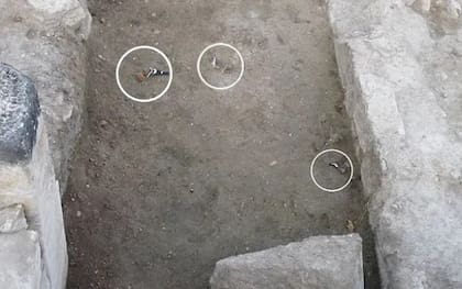 Los pájaros que murieron mientras los arqueólogos realizaban la excavación