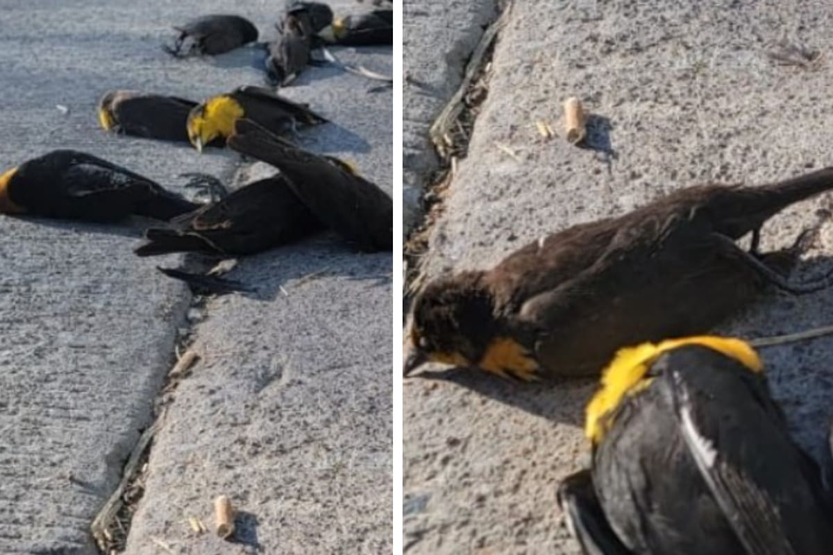 Los pájaros se desplomaron en pleno vuelo y 100 de ellos aparecieron muertos
