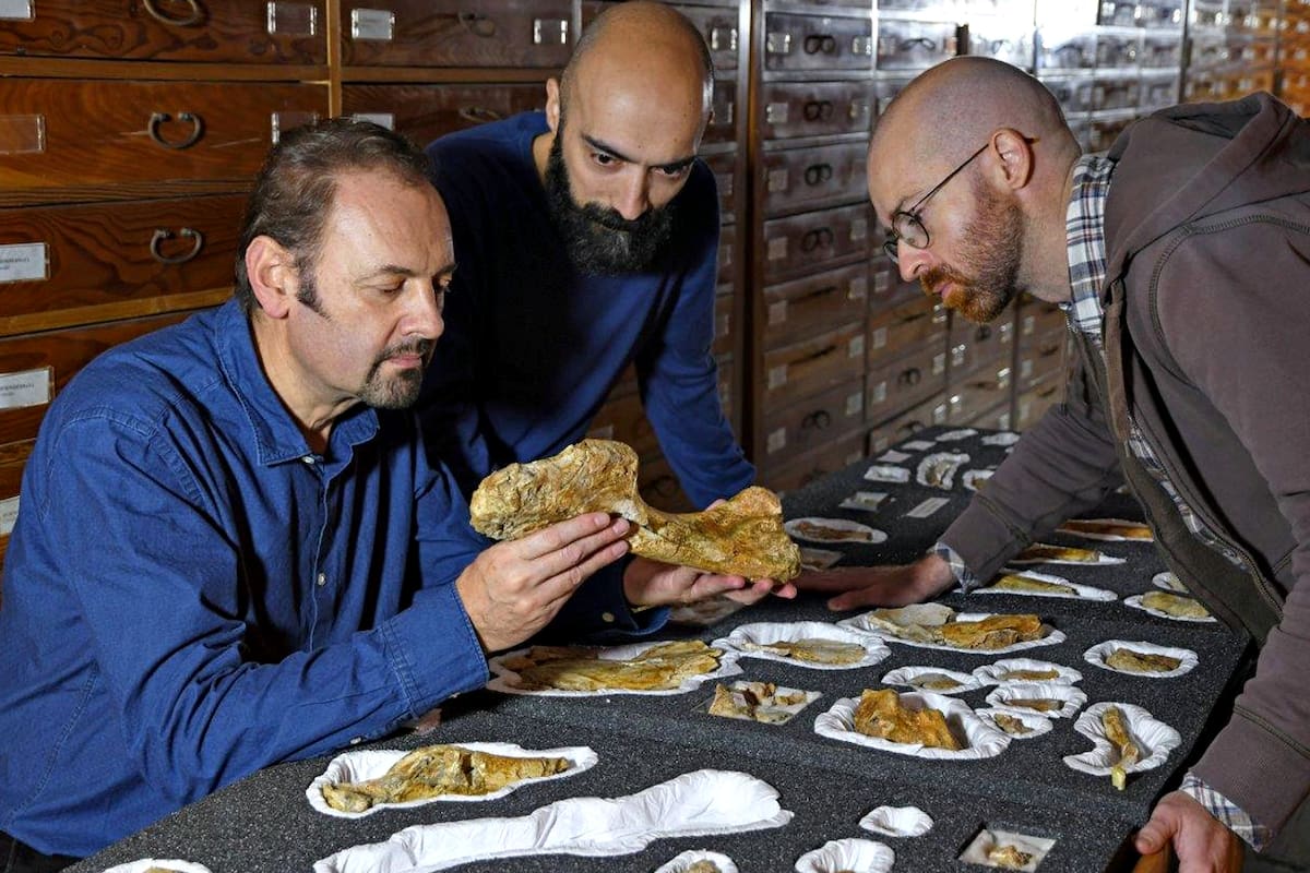 Los palenteólogos Cristiano Dal Sasso, Simone Maganuco y Andrea Cau observan los fósiles