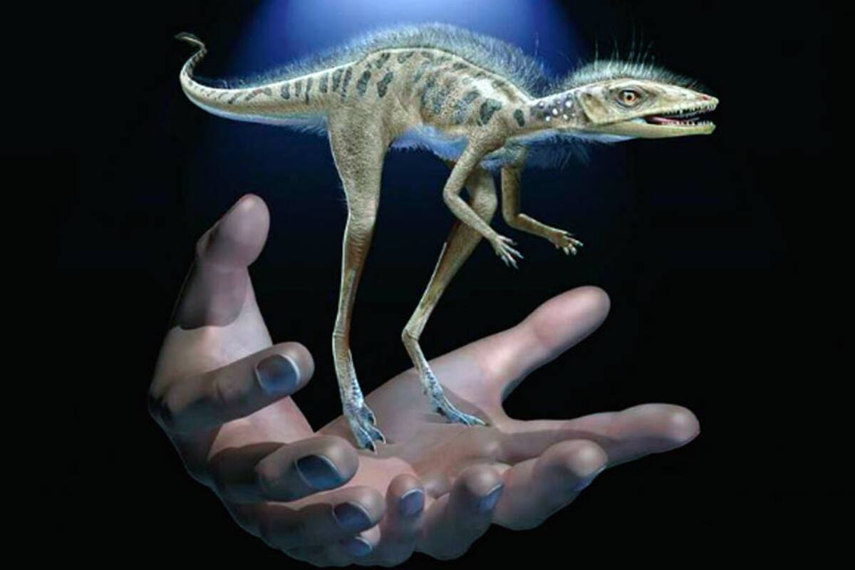 Los paleontólogos creen que el Kongonaphon kely fue el hermano mayor, aunque el más pequeño, de los dinosaurios gigantes