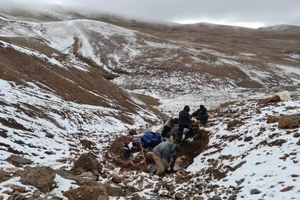 Los paleontólogos en plena tarea de excavación en El Calafate
