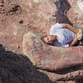 Cómo se descubrió y se reproduce el dinosaurio más grande del mundo